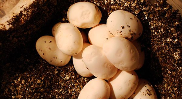 snake eggs on the ground