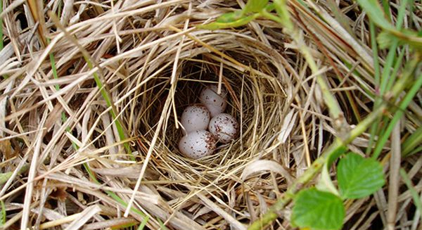 sparrow nest with 4 eggs