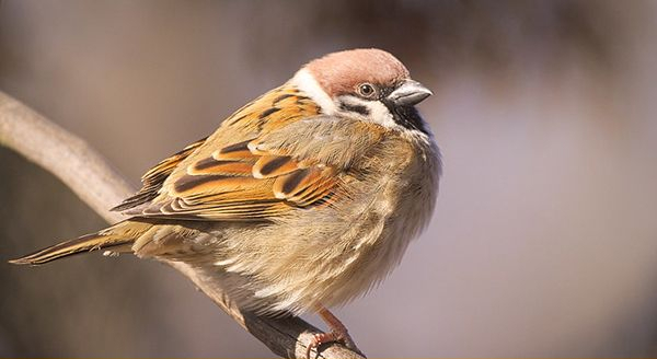 a sparrow on a tree