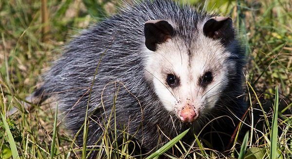 Virginia opossum in the garden