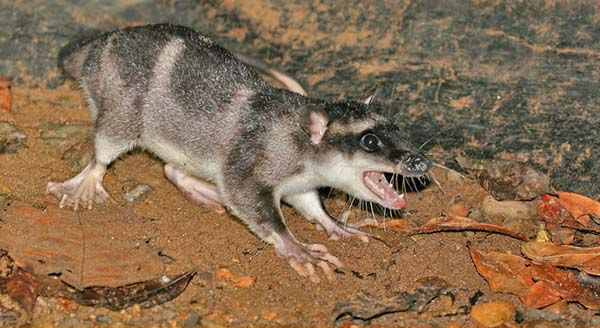 a triggered water opossum on the ground