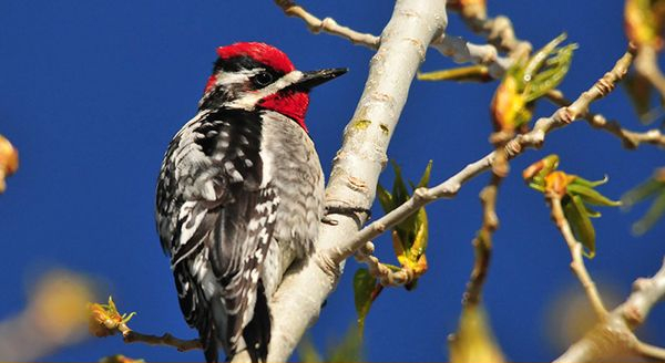 a woodpecker on a tree branch with blue sky as background