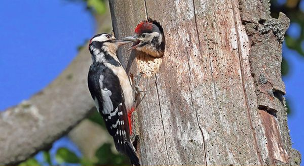 a mother woodpecker feeding its baby woodpecker on its nest