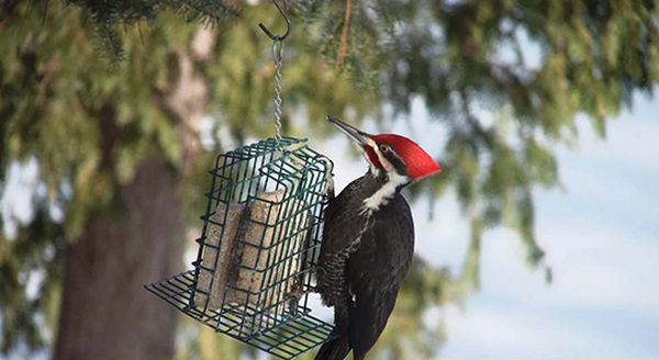 a woodpecker outside bird trap