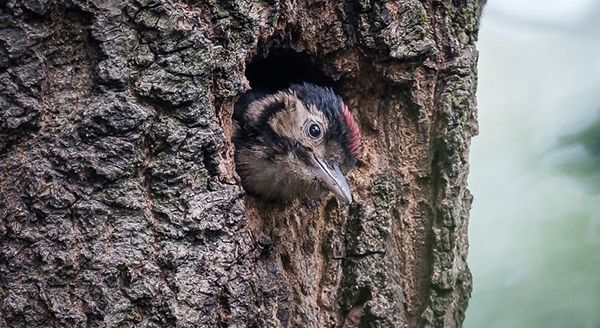 a young woodpecker peaking out of its nest hole