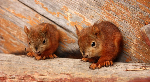 two baby squirrels sitting   together