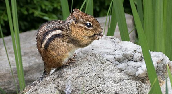 a chipmunk standing on a rock