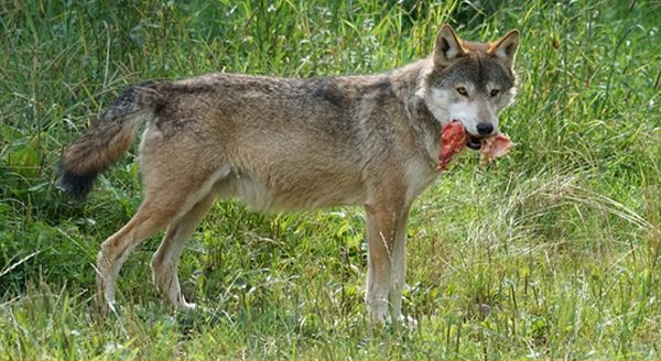 a coyote with a piece of meat in its mouth