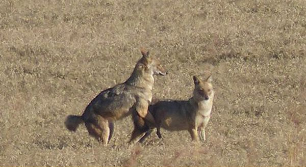 Coyote mating in the field