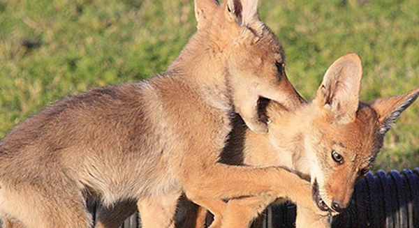 two coyote pups playing