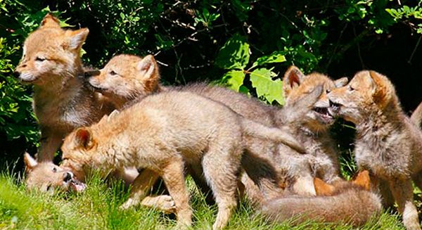 coyote pups in a group photo