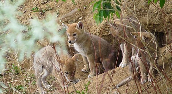 a group of coyote pups in front of their den