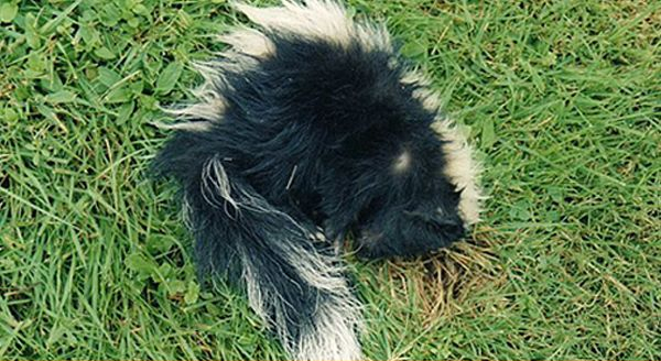 a dead skunk in the lawn