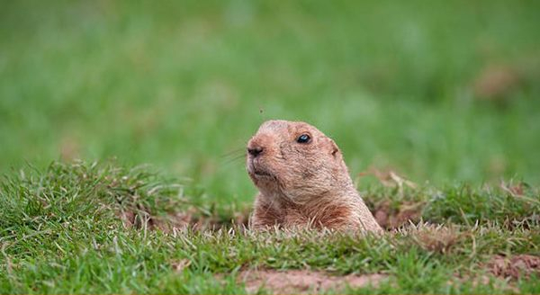 a gopher peaking out from a garden hole