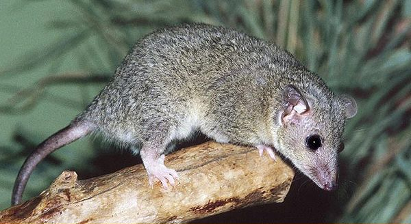 a gray-short-tailed opossum in the woods