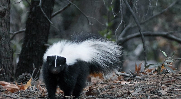 a hooded skunk walking in the woods