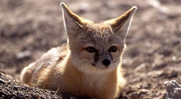 a kit fox in the field