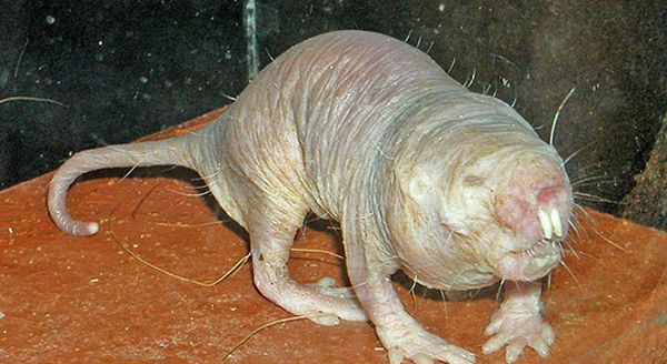 a naked mole rat 