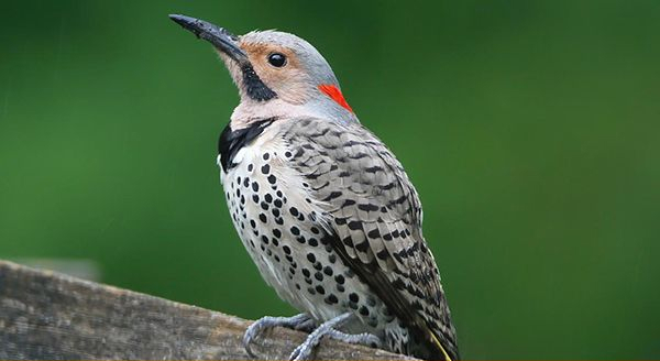 a northern flicker woodpecker
