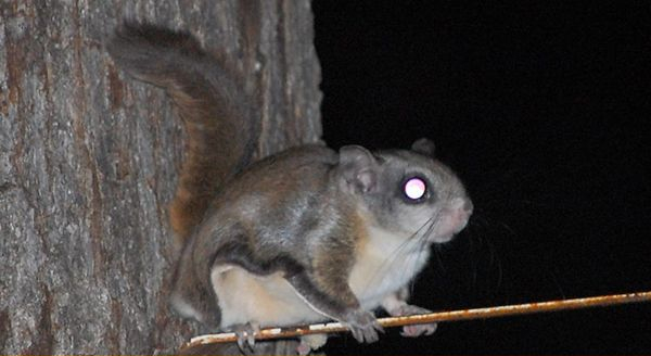 a northern flying squirrel crossing through a cable line during night time 