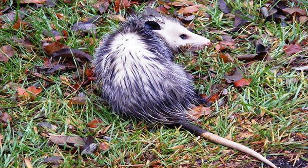 a opossum with a long tail on the ground