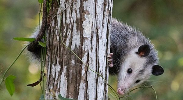Opossum climbing on a tree