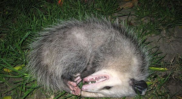 a opossum rolling over on the lawn