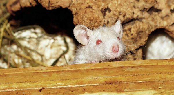 a rat in the attic