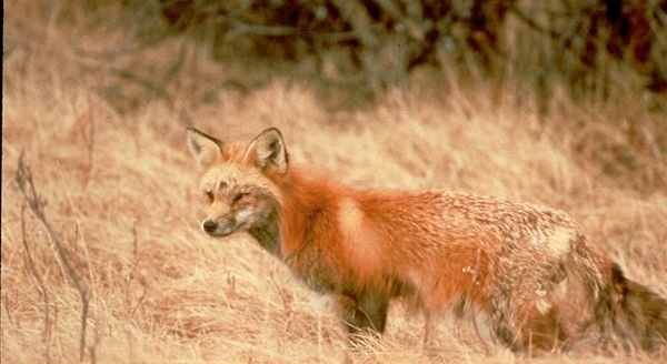 a sierra nevada red fox standing tall in the middle of the field