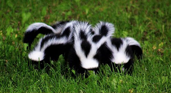 skunk kits in the lawn