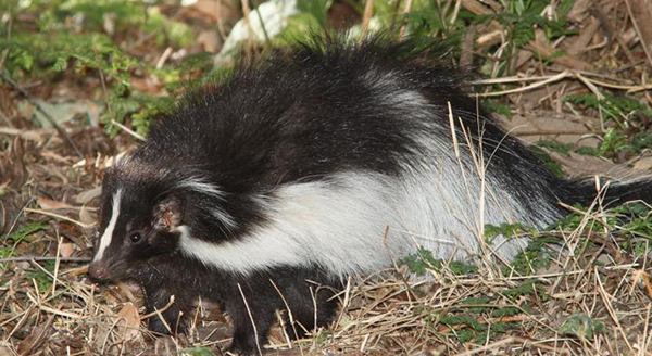 a skunk in the garden