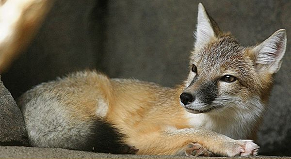 a swift fox sitting comfortably