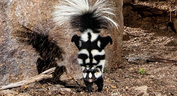 a threatened skunk