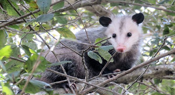 a virginia opossum on a tree