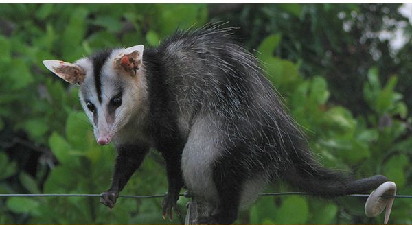 a white-eared opossum walking on a cable line