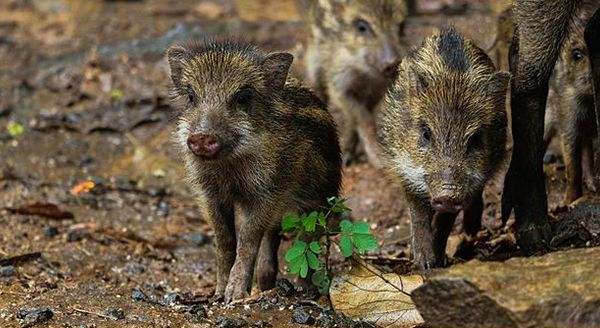 four wild boar piglets