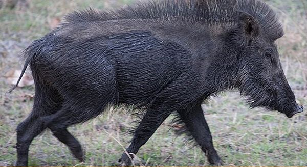 a wild boar walking in the woods