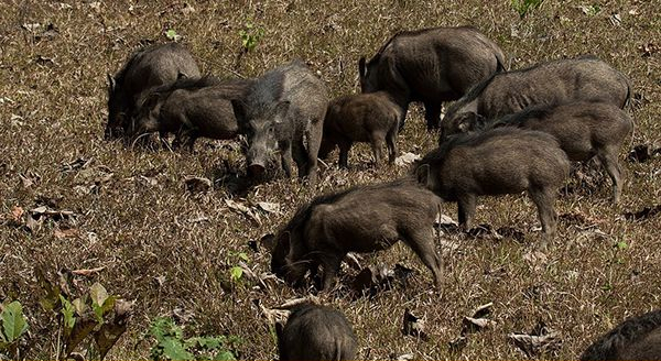 a group of wild hogs in the wild