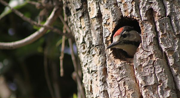 a woodpecker peaking from its nest hole