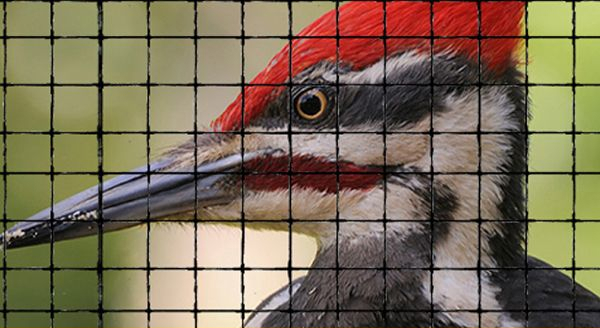 a woodpecker inside the net