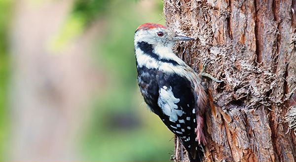 a woodpecker pecking