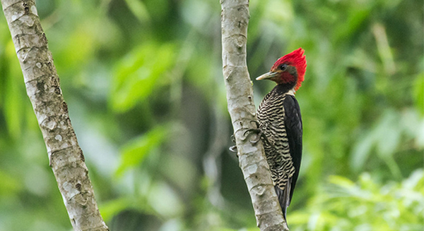 a red-pileated woodpecker