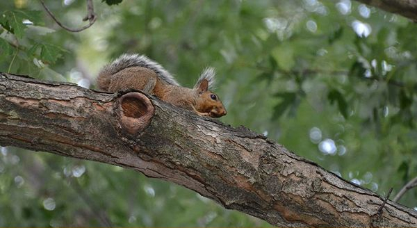 a young squirrel on a tree branch