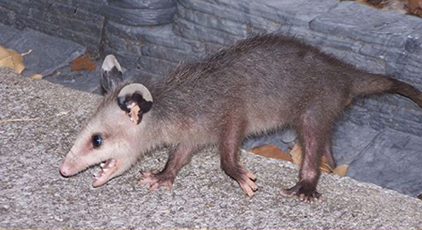 baby opossum running wild