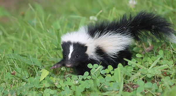 baby skunk in the garden