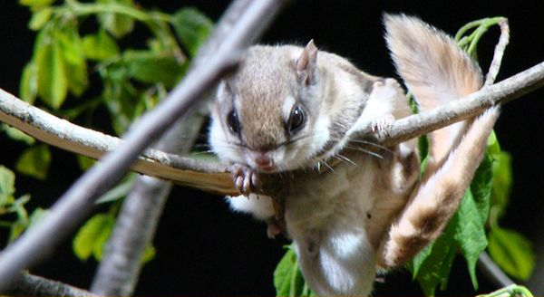 a flying squirrel on a tree