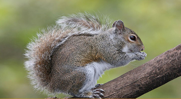 a gray squirrel on a tree branch