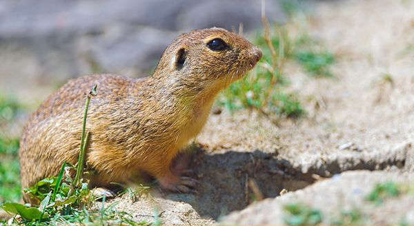 a ground squirrel wandering in the yard
