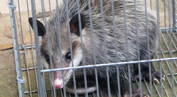 a opossum inside a trap
