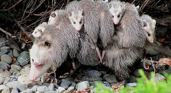 a family of opossum in the garden